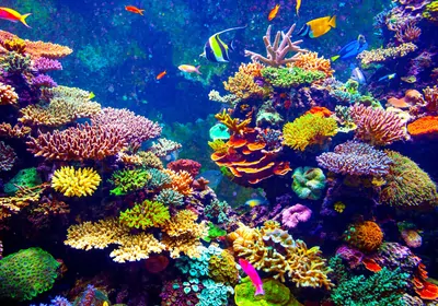 Image of coral reef